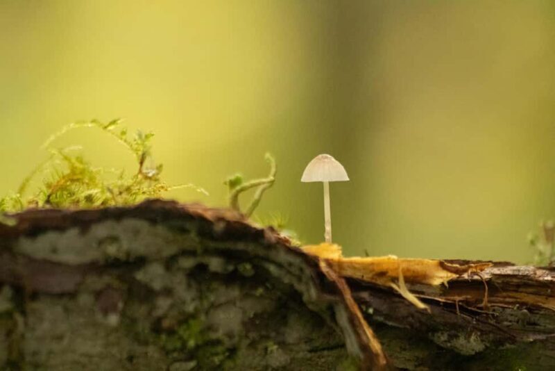 Whistler: Tour, Sensory Nature Experience for Families - Key Points