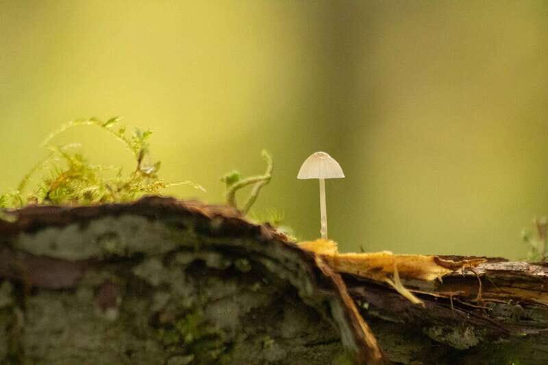Whistler: Tour, Sensory Nature Experience for Families - Exploring Whistler’s Sensory Forest: A Deep Dive