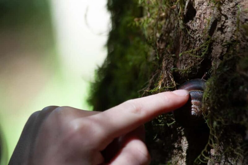 Whistler: Tour, Sensory Nature Experience for Families - The Sum Up