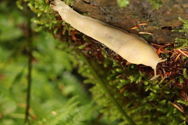 Whistler: Tour, Sensory Nature Experience for Families - FAQ