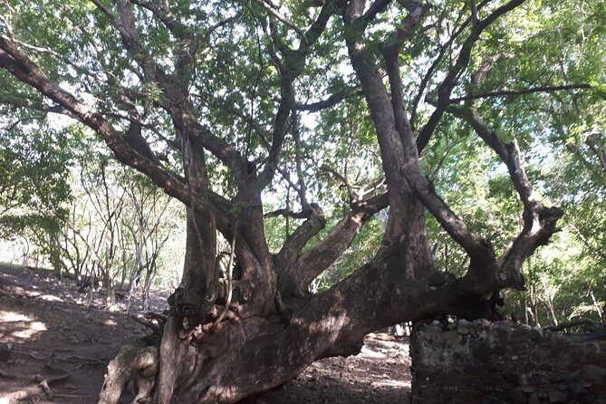 White Background Boat Tour - A Detailed Look at the White Background Boat Tour