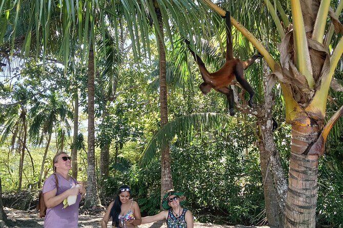White Sand Beach Jaco Snorkel Adventure with Monkeys - Final Thoughts