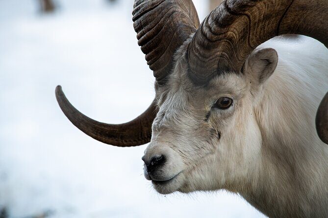 Whitehorse 4 Day Aurora Tour Wildlife Preserve and Hot Springs - Who Will Love This Tour?