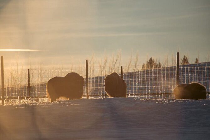 Whitehorse 4 Day Aurora Tour Wildlife Preserve and Hot Springs - Final Thoughts: Is This Tour Right for You?