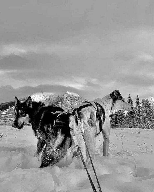 Whitehorse: Dog Sledding Adventure with Hot Cocoa - The Heart of the Experience: Learning and Meeting Huskies