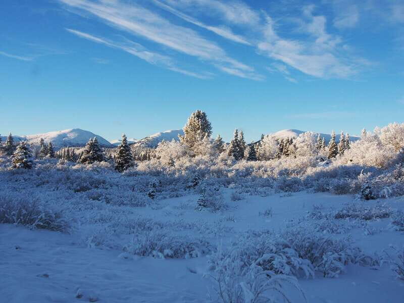 Whitehorse: Half-Day Snowshoeing Tour - Whitehorse: Half-Day Snowshoeing Tour — An Authentic Yukon Winter Experience