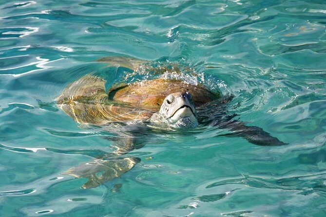 Whitsundays Guided Jet Ski Tour - FAQs