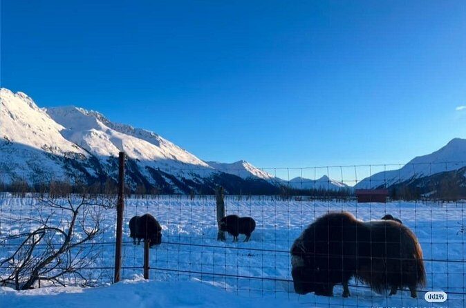 Whittier Cruise Shuttle Tour with Multiple Stops - Final Thoughts