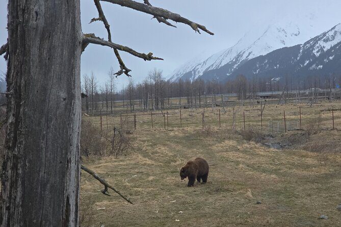 Whittier Cruise Shuttle Tour with Multiple Stops - Frequently Asked Questions