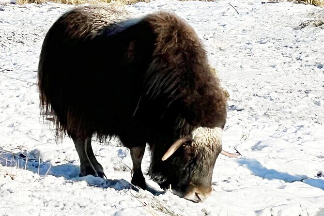 Whittier to Anchorage Cruise Transfer Wildlife Center and Tram - Frequently Asked Questions (FAQ)