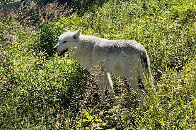 Whittier to Anchorage Cruise Transfer Wildlife Center and Tram - Final Thoughts: Who Will Enjoy This Experience?
