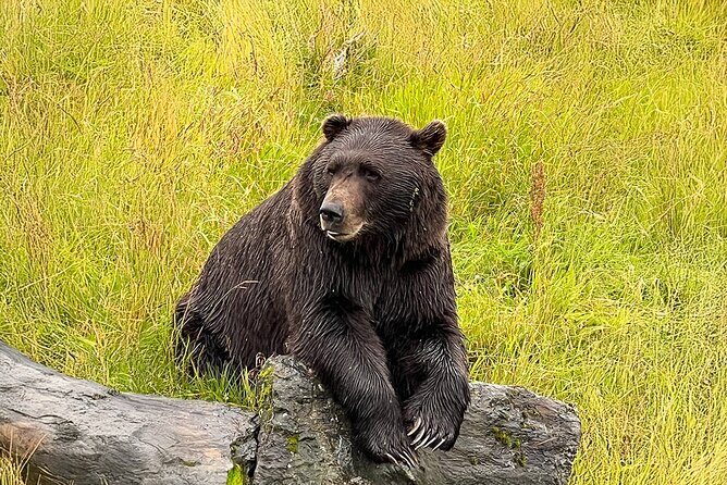 Whittier to Anchorage Cruise Transfer with Wildlife and Tram - Why This Tour Offers Good Value