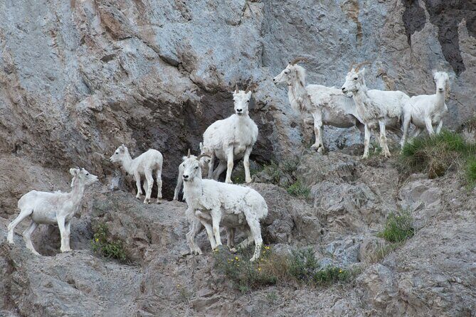 Whittier to Anchorage Direct Transfer Tour - Final Thoughts: Is This Transfer Right For You?