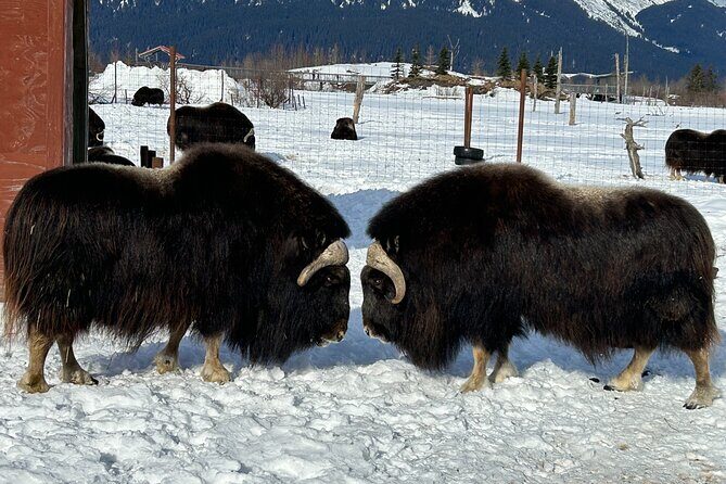 Whittier to Anchorage Half Day Transit Tour From the Port - Alaska Wildlife Conservation Center (2 hours)