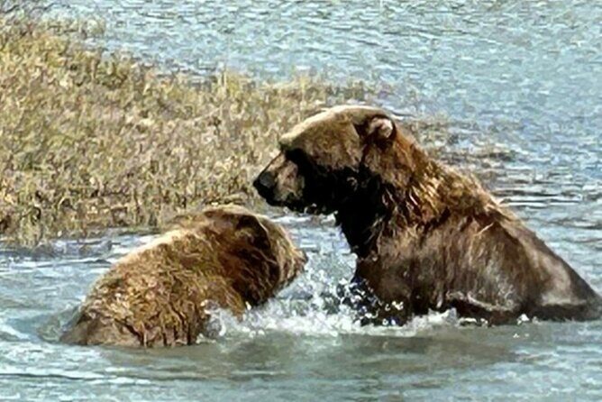 Whittier to Anchorage Half Day Transit Tour From the Port - Alaska Wild Berry Products (1 hour)