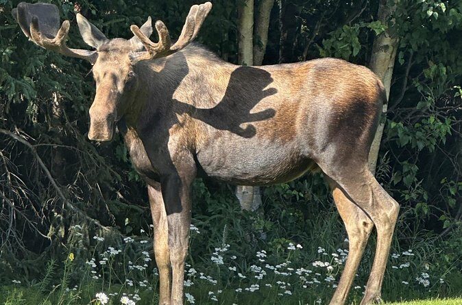 Whittier to Anchorage Sightseeing with Wildlife Tour - FAQ