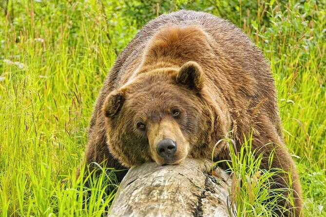 Whittier to Anchorage Wildlife Extravaganza - An Authentic Alaskan Experience: Whittier to Anchorage Wildlife Extravaganza