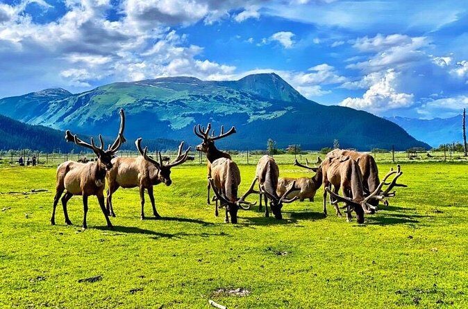Whittier to Anchorage Wildlife Extravaganza - Who Should Consider This Tour?