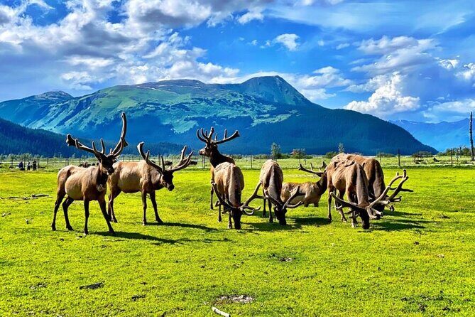 Whittier to Anchorage Wildlife Extravaganza - FAQs