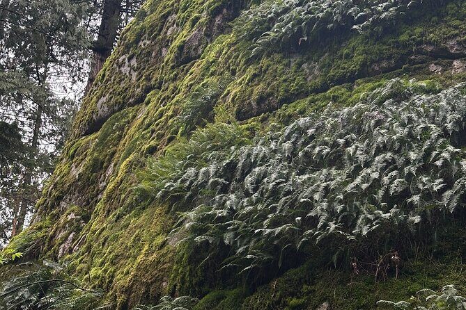 Whytecliff Park Indigenous Salish Sea Walking Tour - Key Points