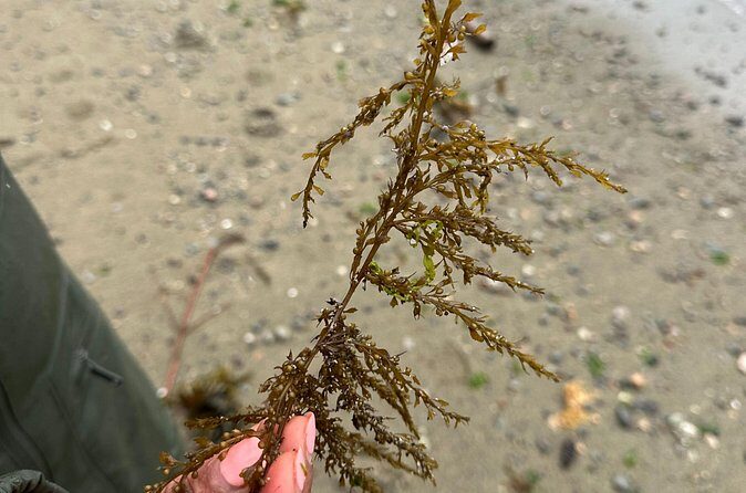 Whytecliff Park Indigenous Salish Sea Walking Tour - FAQs