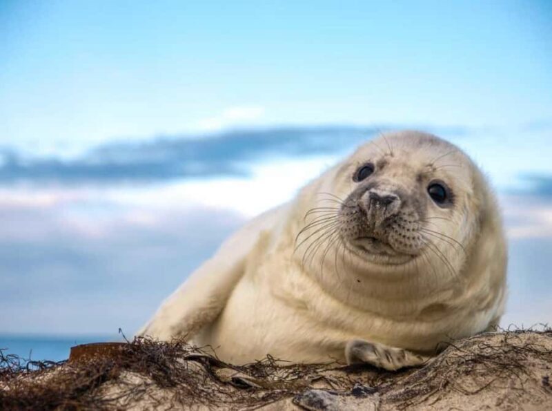 Wickford, RI: Narragansett Bay Seal-Watching Tour by Boat - An In-Depth Look at the Wickford Seal-Watching Tour