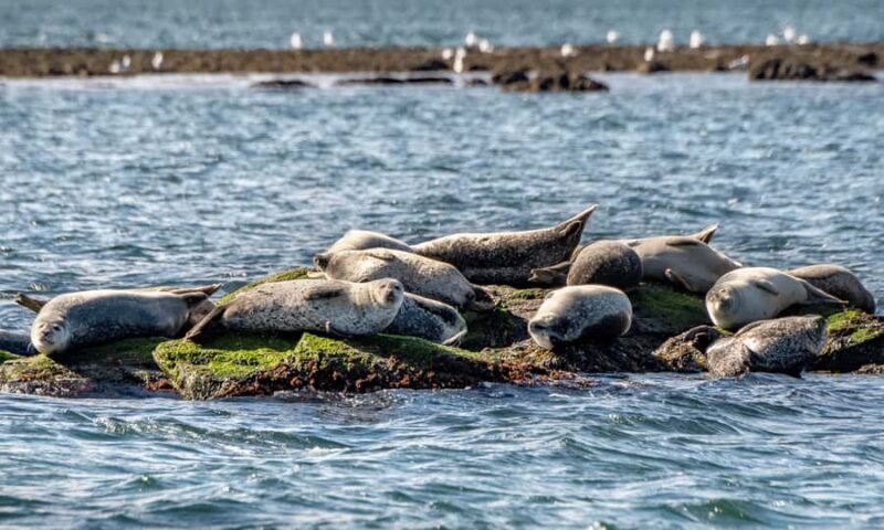 Wickford, RI: Narragansett Bay Seal-Watching Tour by Boat - Who Should Consider This Tour?