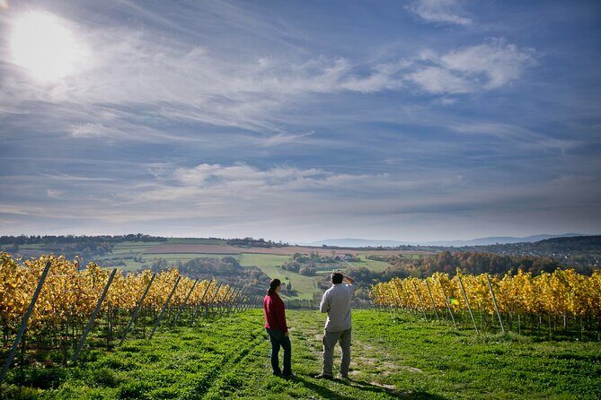 Wieliczka Vineyard: Wine tasting with local snacks - An Authentic Winery Visit a Short Drive from Krakow