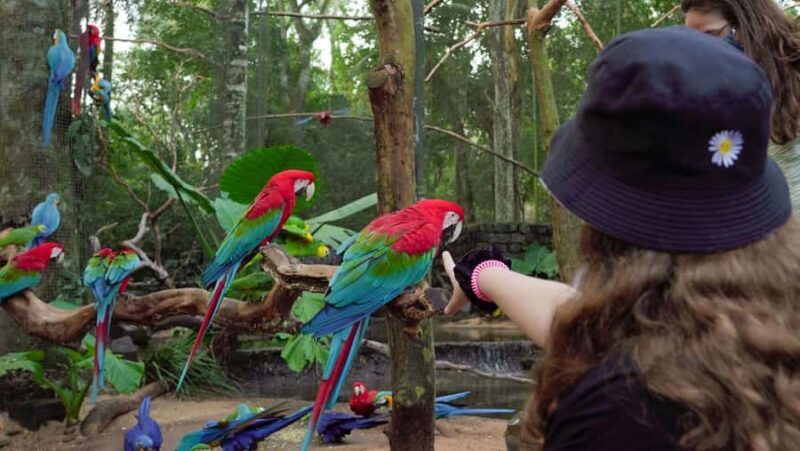 Wild Adventure: Explore the Enchanting Bird Park! (VIP) - FAQ