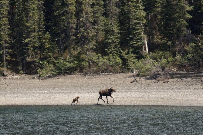 Wild Adventure Yukon Tour into Canada including City and Summit - Who Would Love This Tour?