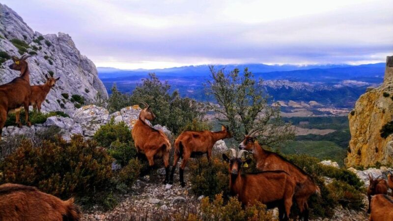 Wild Alps, Verdon Canyon, Moustiers village, Lavender fields - Final Thoughts: Should You Take This Tour?