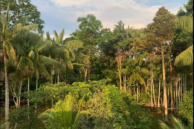 Wild Amazonas Adventure 4-Day Tour - An Overview of the Wild Amazonas Adventure