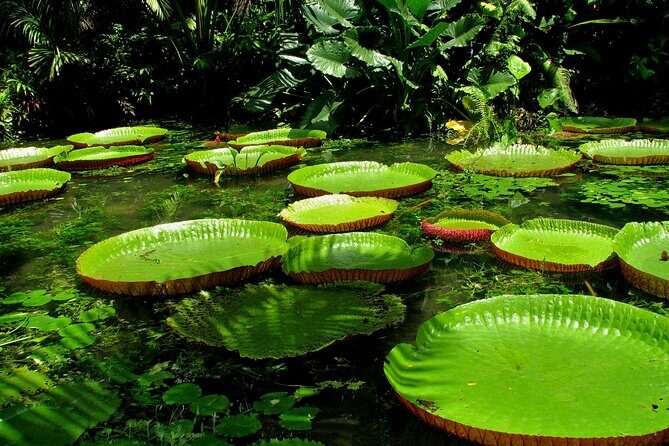 Wild Amazonas Adventure 4-Day Tour - Day-by-Day Breakdown