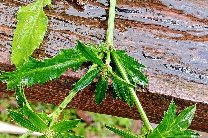 Wild and Medicinal Dominica Private Tour - The Sum Up