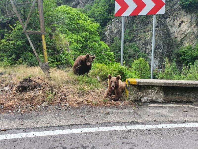 Wild Bears and Dracula Private Day Tour - Key Points