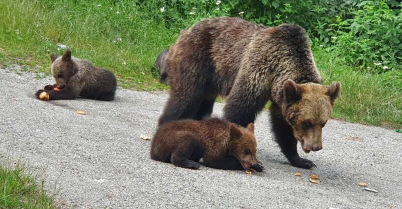 Wild Bears and Dracula Private Day Tour - Authentic Experiences and Insights from Travelers