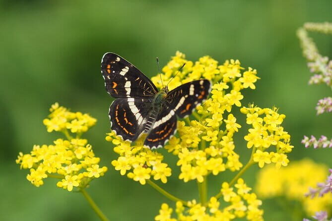 Wild Bird Sanctuary Forest Guided Tour in Nagano - What to Expect at Each Stop