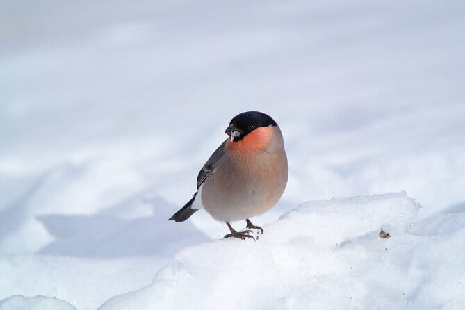 Wild Bird Sanctuary Forest Guided Tour in Nagano - FAQ