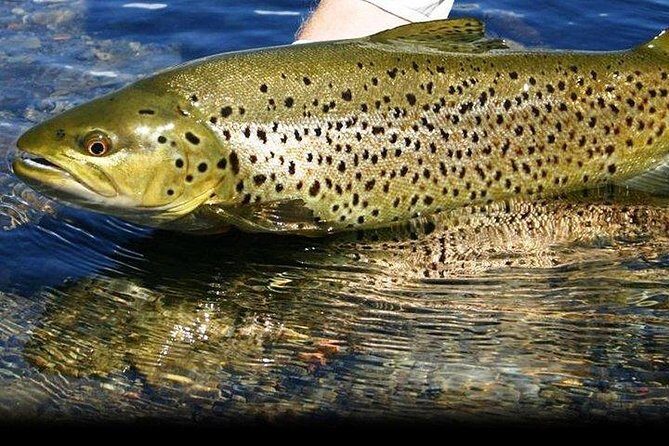 Wild Brown Trout fishing. Lough Corrib. French speaking Ghillie/Guide. Full day. - Final Thoughts