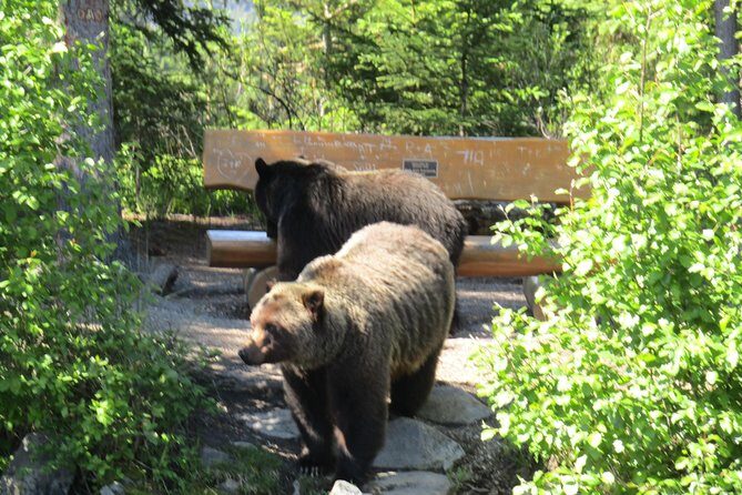 Wild Current Canoe Adventure Join a small group - Wildlife & Nature in Jasper