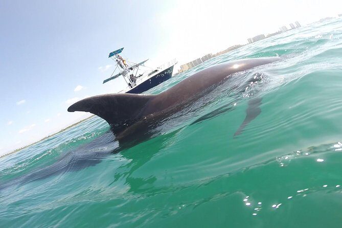 Wild Dolphin Encounter in Puerto Vallarta - Wild Dolphin Encounter in Puerto Vallarta: A Detailed Review