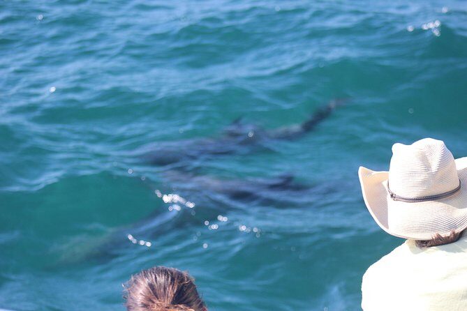 Wild Dolphin Encounter in Puerto Vallarta - A Closer Look at the Experience