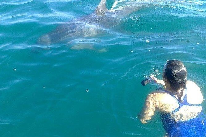 Wild Dolphin Encounter in Puerto Vallarta - Detailed Itinerary Breakdown