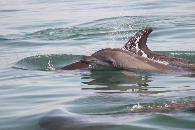 Wild Dolphin Encounter in Puerto Vallarta - The Practicalities: Price, Value, and What You Get