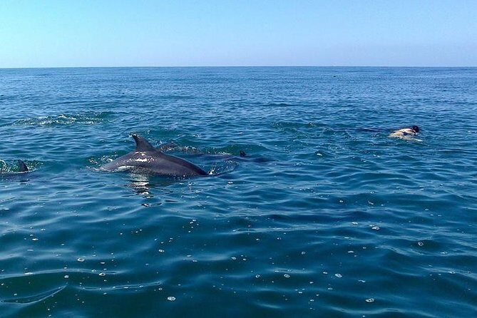 Wild Dolphin Encounter in Puerto Vallarta - Who Will Love This Tour?