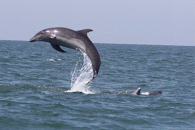 Wild Dolphin Encounter in Puerto Vallarta - The Sum Up