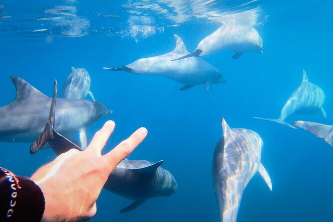 Wild Dolphin Swim Cruise - Wild Dolphin Swim Cruise: A Close Encounter with Marine Life in Adelaide