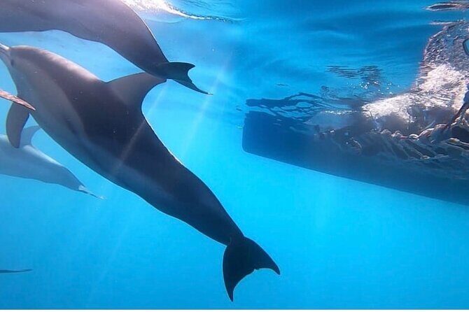 Wild Dolphin Swim Cruise - In-Depth Review: What to Expect on the Wild Dolphin Swim Cruise