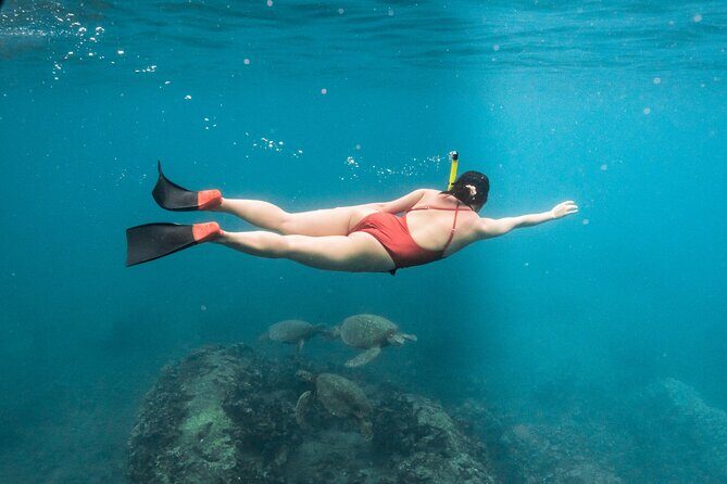 Wild Dolphin Swim, Turtle, Whale Safari with Guided Snorkeling - Wild Dolphin Swim, Turtle, Whale Safari with Guided Snorkeling: A Deep Dive into Hawaii’s Marine Life