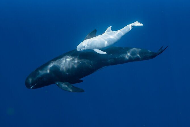 Wild Dolphin Swim, Turtle, Whale Safari with Guided Snorkeling - Who Will Love This Tour?